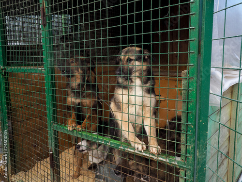 Dog in animal shelter, homeless dog in the cage