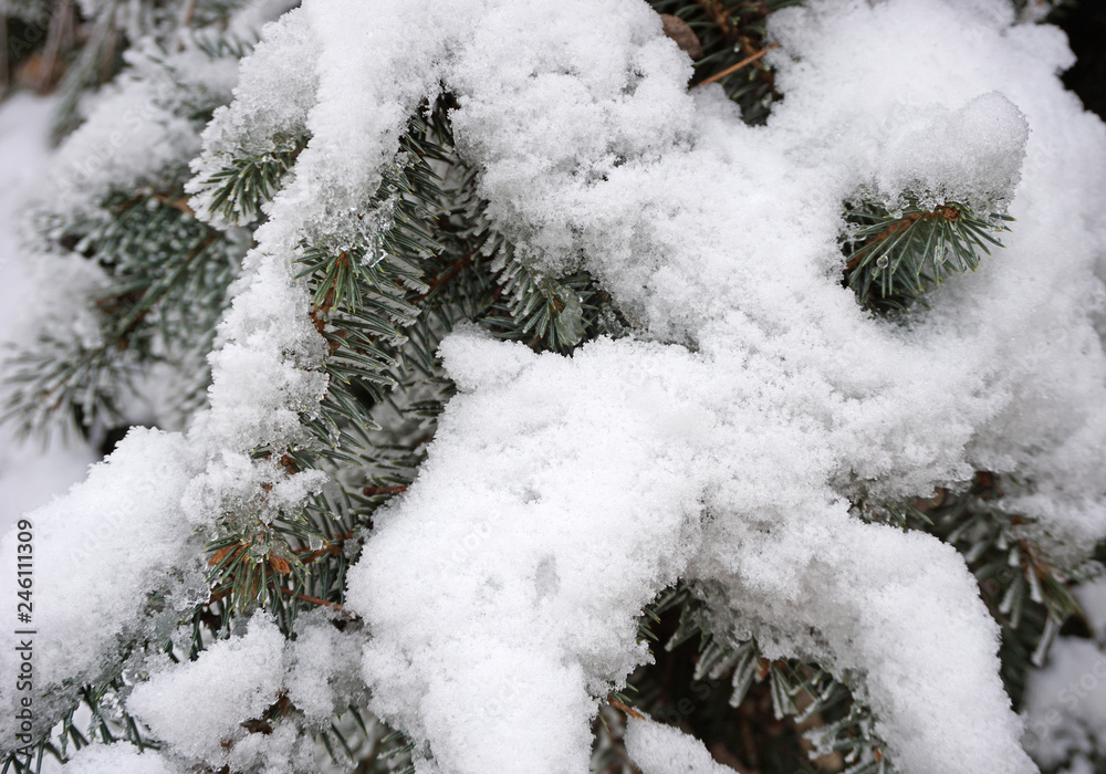 Pine tree twigs with snow
