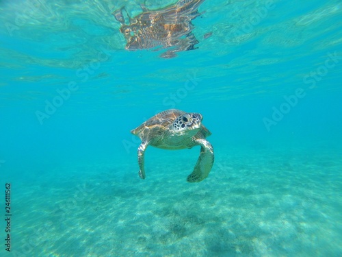 Tortue verte de Mayotte nage dans une eau translucide 