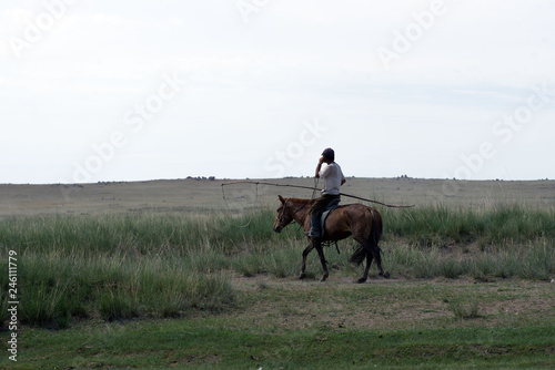 Mongolia horses