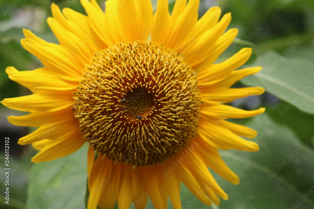 sunflowers on the field landscape close-up sunflowers on the field landscape close-up