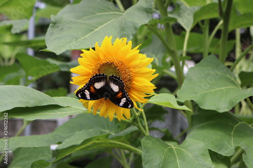 sunflowers on the field landscape close-up