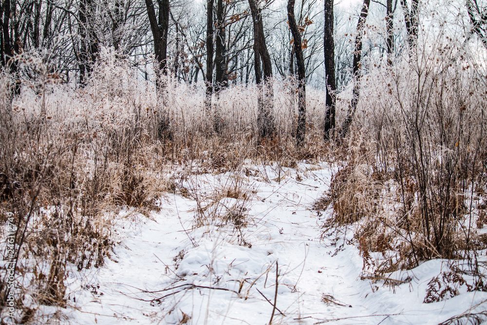 Hoarfrost on trees. Winter forest. Hoarfrost on trees. Winter forest.