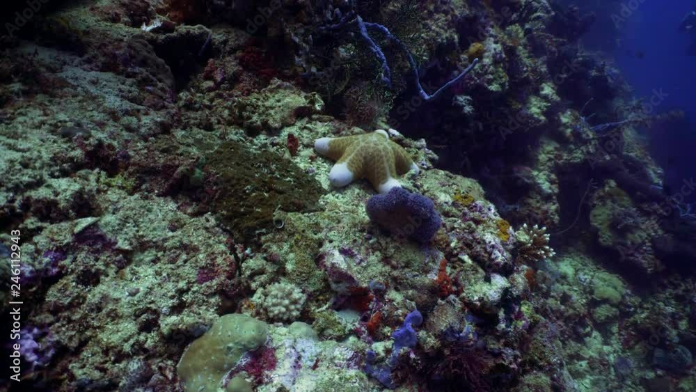starfish on coral reef and tropical fish. underwater world diving and snorkeling on coral reef. Hard and soft corals underwater landscape starfish on coral reef and tropical fish. underwater world diving and snorkeling on coral reef. Hard and soft corals underwater landscape