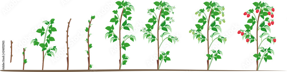 Two year life cycle of raspberry isolated on white background. Growth ...
