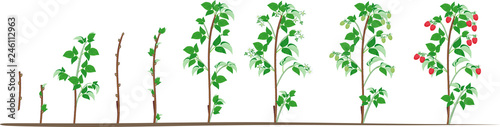 Two year life cycle of raspberry isolated on white background. Growth stages from propagule (stem cutting) to scrub with harvest of red berries