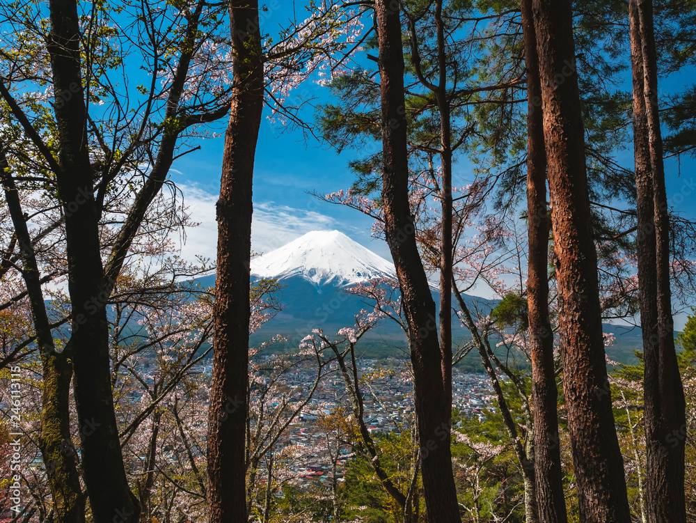 Mountain Fuji view from forest Sakura tree cherry blossom Japan spring season