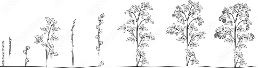 Raspberry Colour Development Chart Coloring page with two year life cycle of raspberry isolated on white ...