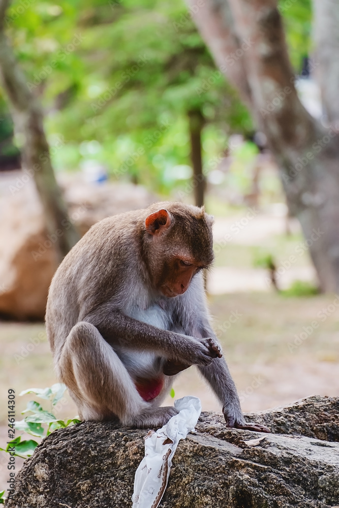 Fototapeta premium Monkey sitting on the stone