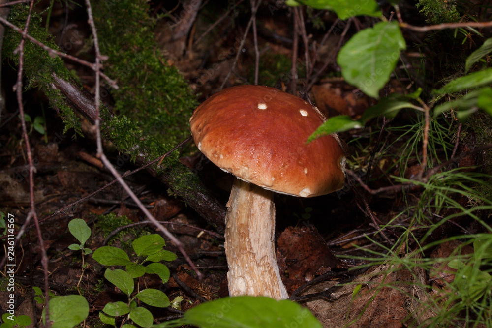 Big edible mushroom is growing in green forest. Leccinum aurantiacum. Big edible mushroom is growing in green forest. Leccinum aurantiacum.