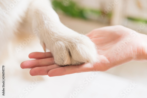 Contact between dog paw and human hand, gesture of affection © grooveriderz