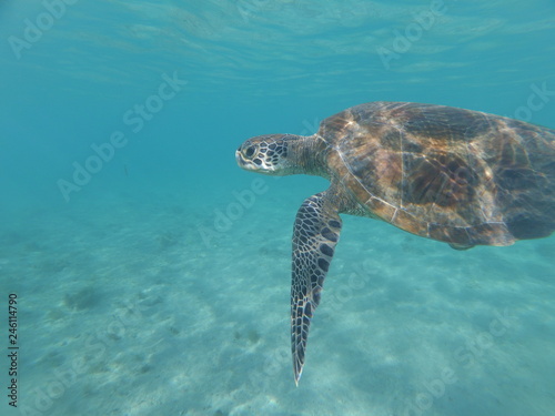 Tortue verte de Mayotte qui nage dans une eau bleue © julesK