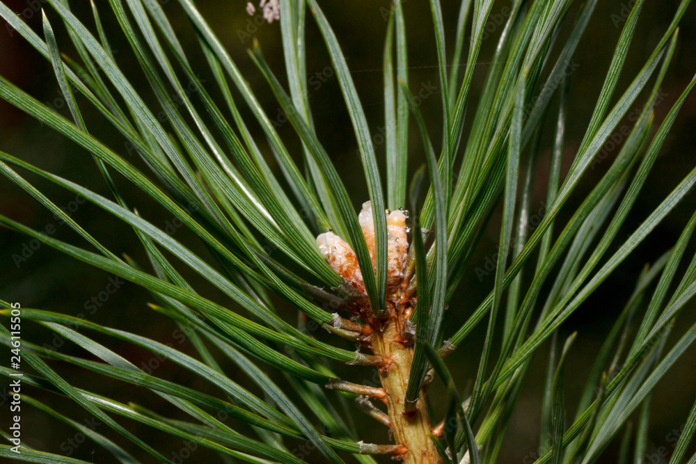 Green sprig of pine is growing in a spring forest. Close up. Green sprig of pine is growing in a spring forest. Close up.