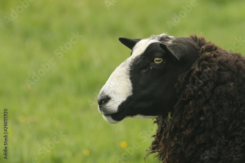 A head shot of a Zwartbles Sheep (Ovis aries) on Orkney, Scotland..