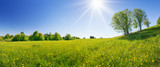 Field with dandelions and blue sky