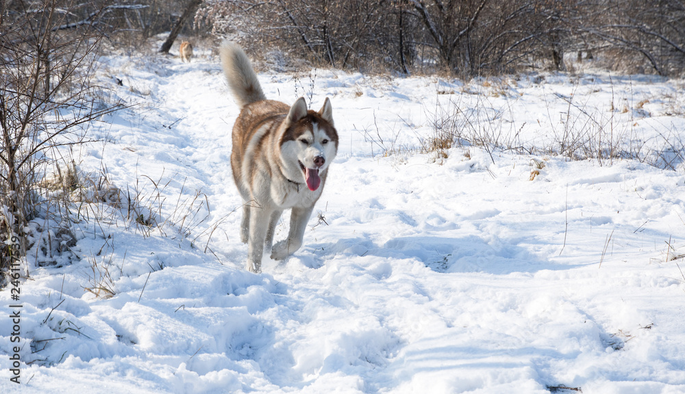 husky dog playing in the snowy winter park husky dog playing in the snowy winter park