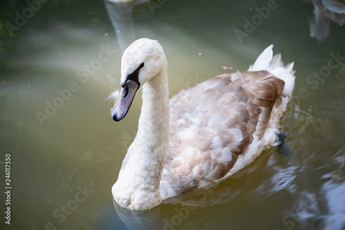 big swan Bird In the pool
