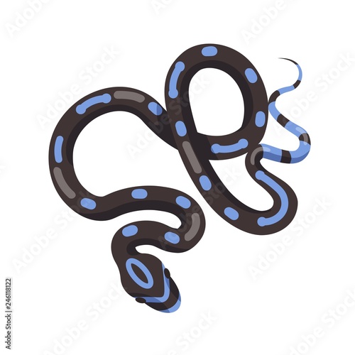 Black snake with blue patches isolated on white background