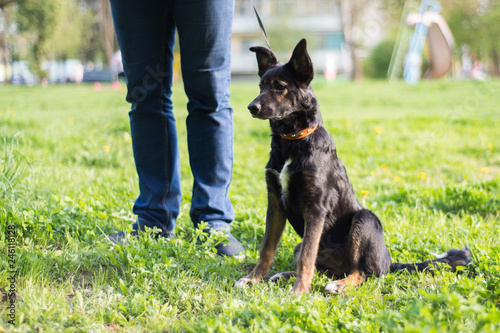 next to the person in the park on a leash sits a small black dog with white spots and red paws and stares at the distance, seeing something interesting