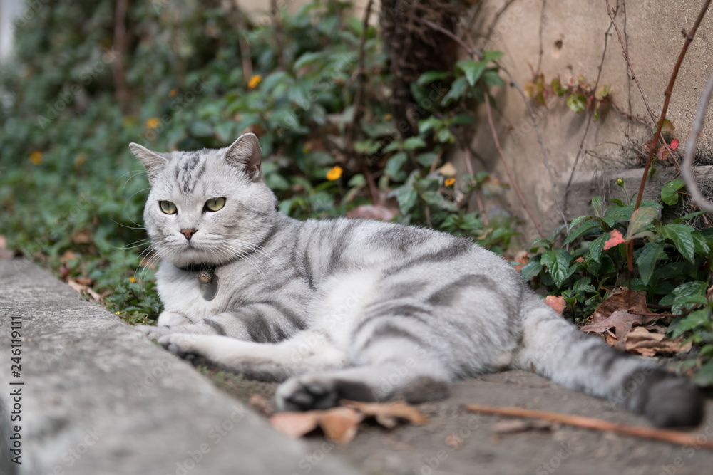 Cute American short-haired cat sleeps on the ground Cute American short-haired cat sleeps on the ground