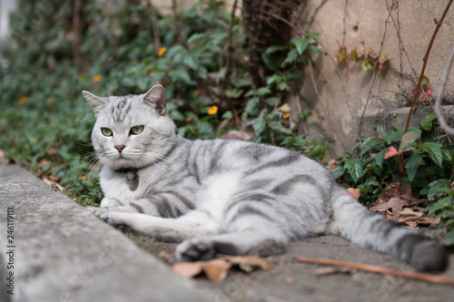 Fototapeta Naklejka Na Ścianę i Meble -  Cute American short-haired cat sleeps on the ground