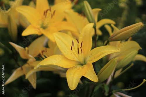 Fototapeta Naklejka Na Ścianę i Meble -  yellow lily close up after rain