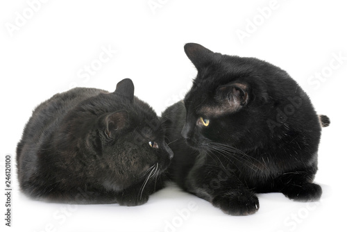 black cats in studio