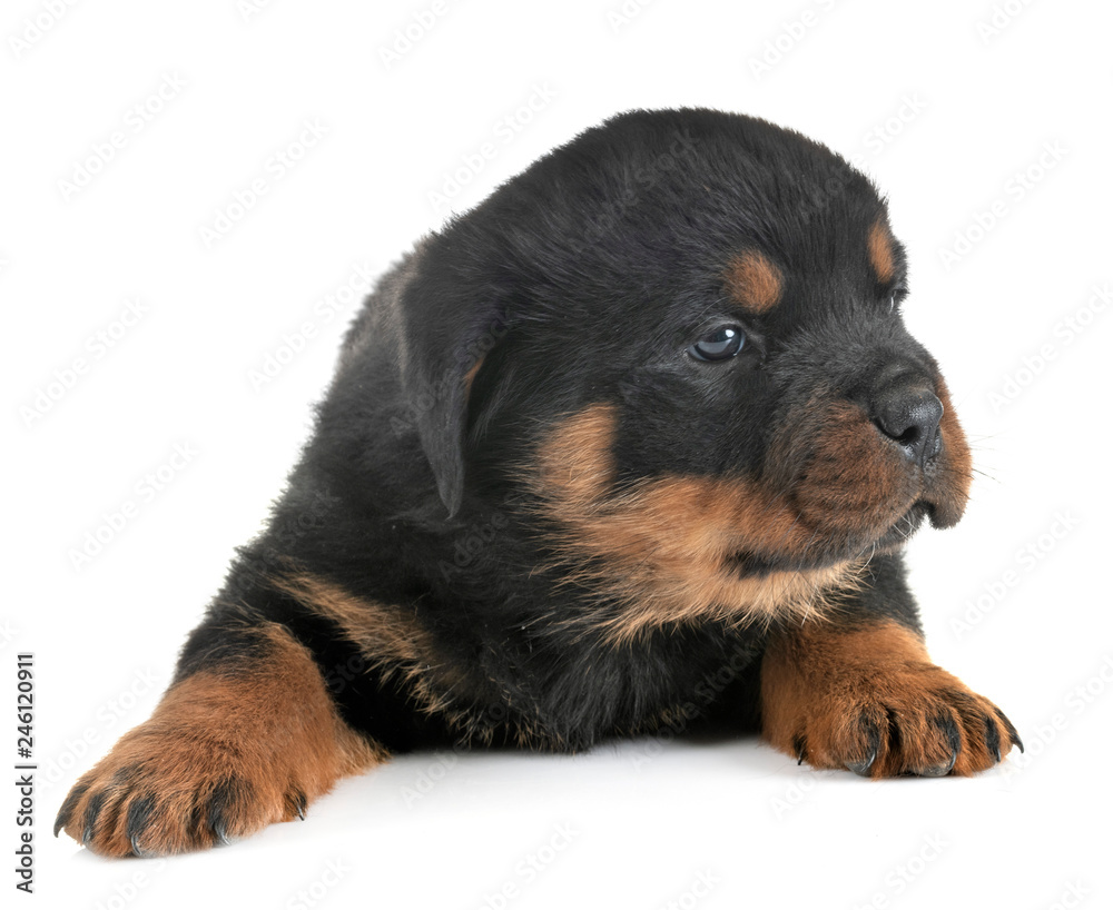 Fototapeta premium puppy rottweiler in studio