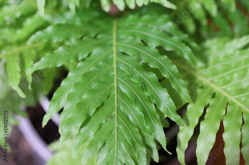 Blechnum