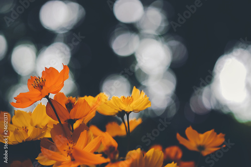 Yellow starburst flowers, Mexican Aster that is beautiful with a beautiful blurred bokeh background. © Fluky