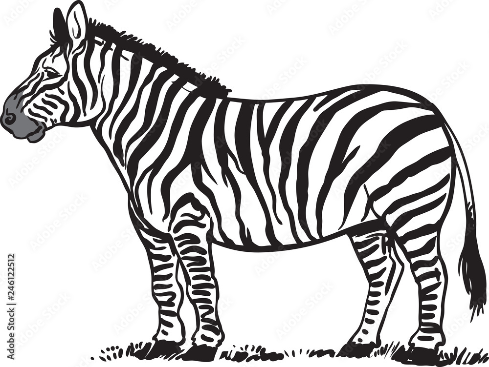 Black and White Zebra Black and White Zebra