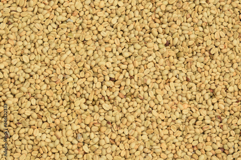 fresh coffee beans before roast for background fresh coffee beans before roast for background