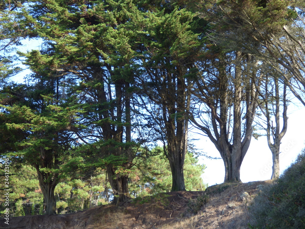 Fototapeta premium Foret