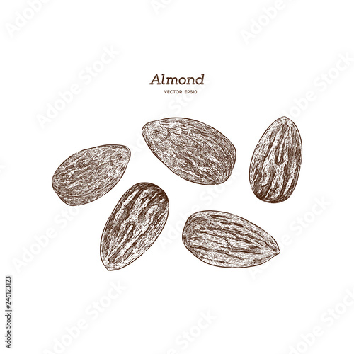 Ink sketch of almond. Hand drawn vector illustration.