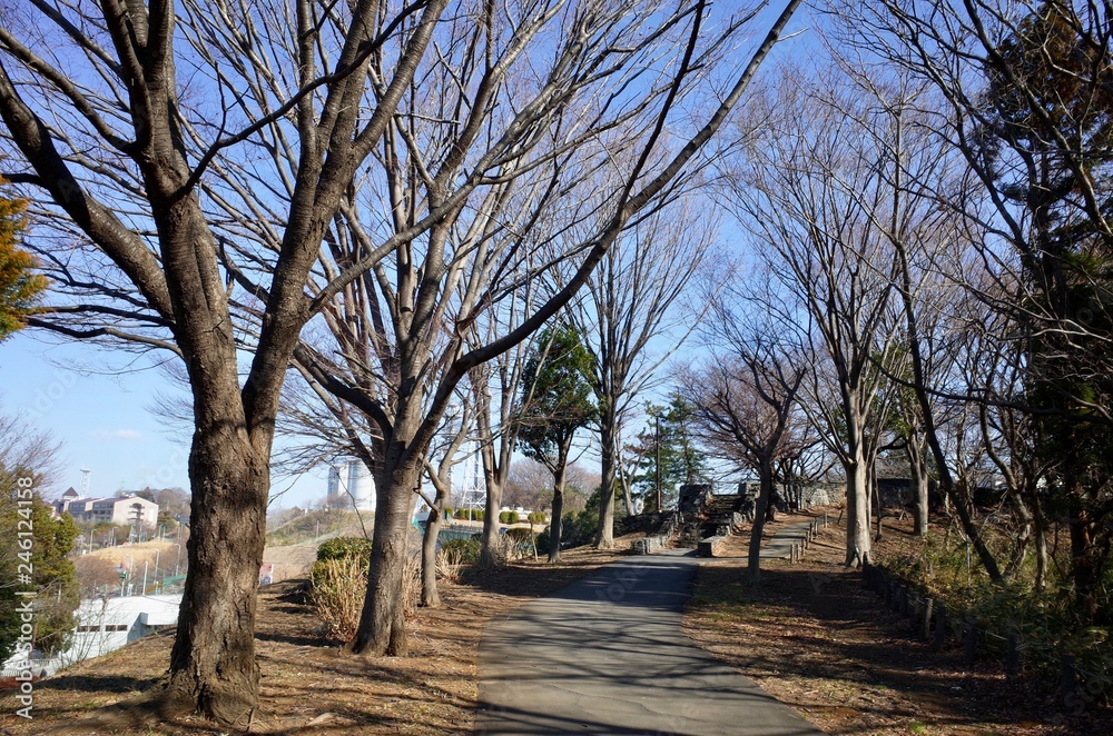 冬の散歩道