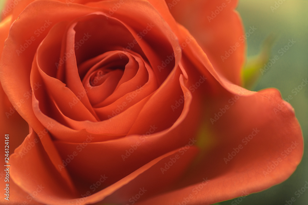 natural floral background scarlet, crimson, purple, rose closeup natural floral background scarlet, crimson, purple, rose closeup