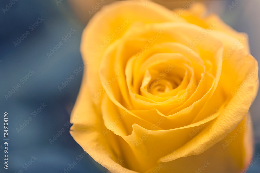 natural floral background yellow rose closeup macro natural floral background yellow rose closeup macro