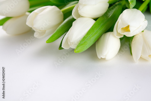 Flowers White tulips on a white background.
