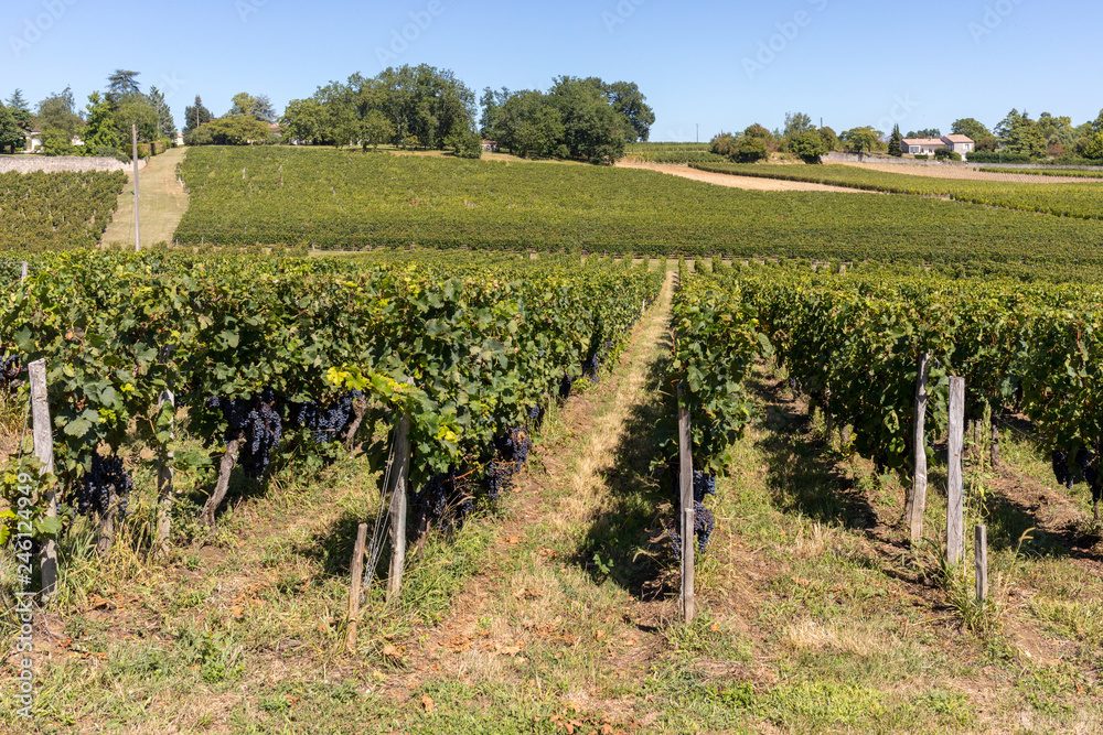 Ripe red Merlot grapes on rows of vines in a vienyard before the wine harvest in Saint Emilion region. France