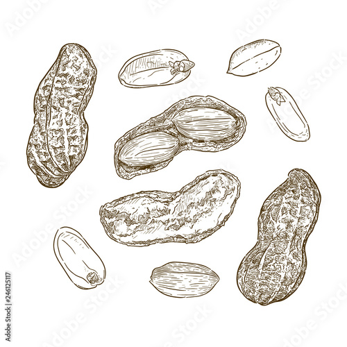 Vector illustration set of peanuts