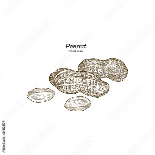 Vector illustration set of peanuts