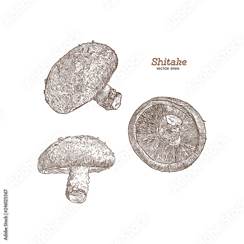 Collection of shiitake: mushroom and a bit of shiitake. Mushroom. Vector hand drawn illustration. - Vector