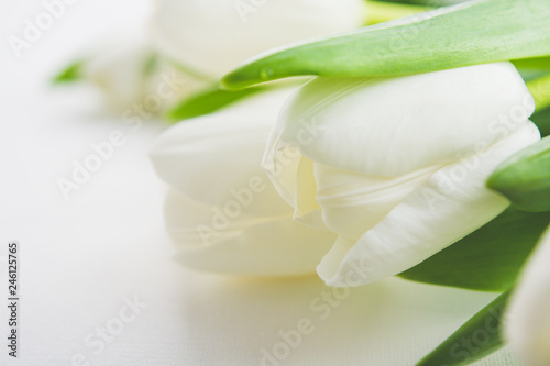 Flowers White tulips on a white background.