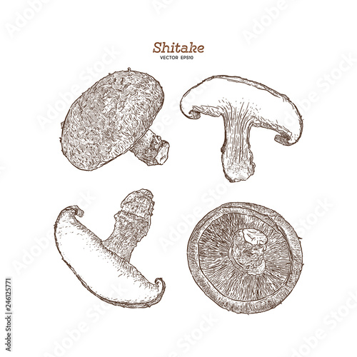 Collection of shiitake: mushroom and a bit of shiitake. Mushroom. Vector hand drawn illustration. - Vector