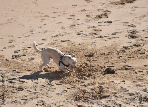 Dog digging a hole in the sand