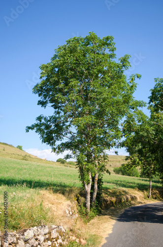 Fraxinus excelsior  isolated tree