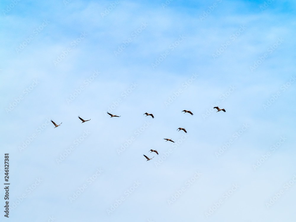 A flock of common cranes (Grus grus) flying in the cloudy sky