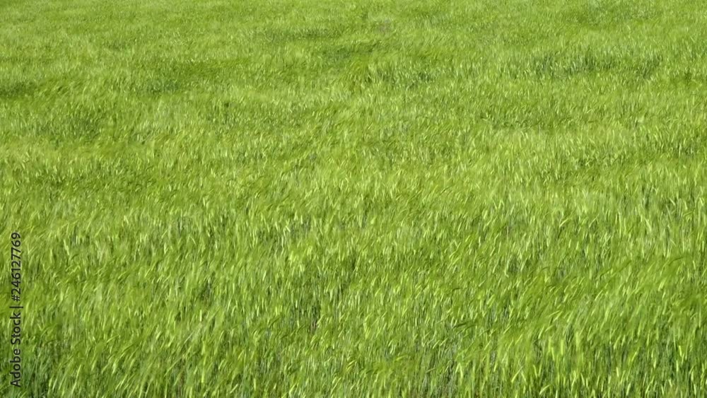 Mid shot of a uniform light green grass field with seeds moving in the wind Mid shot of a uniform light green grass field with seeds moving in the wind
