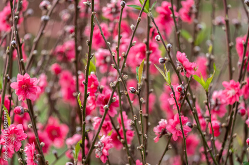Beautiful Asian plum blossoms on flowering trees. Blurred blooming plants on background. Symbol of Chinese New Year.