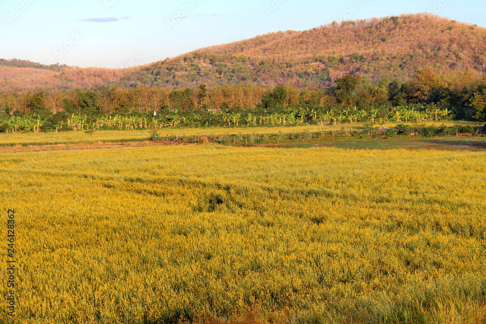 Beautiful yellow color of Sunn Hemp field in the evening. Fresh yellow Sunn Hemp for background. Sunhemp or Crotalaria juncea. Phetchabun province, Thailand.